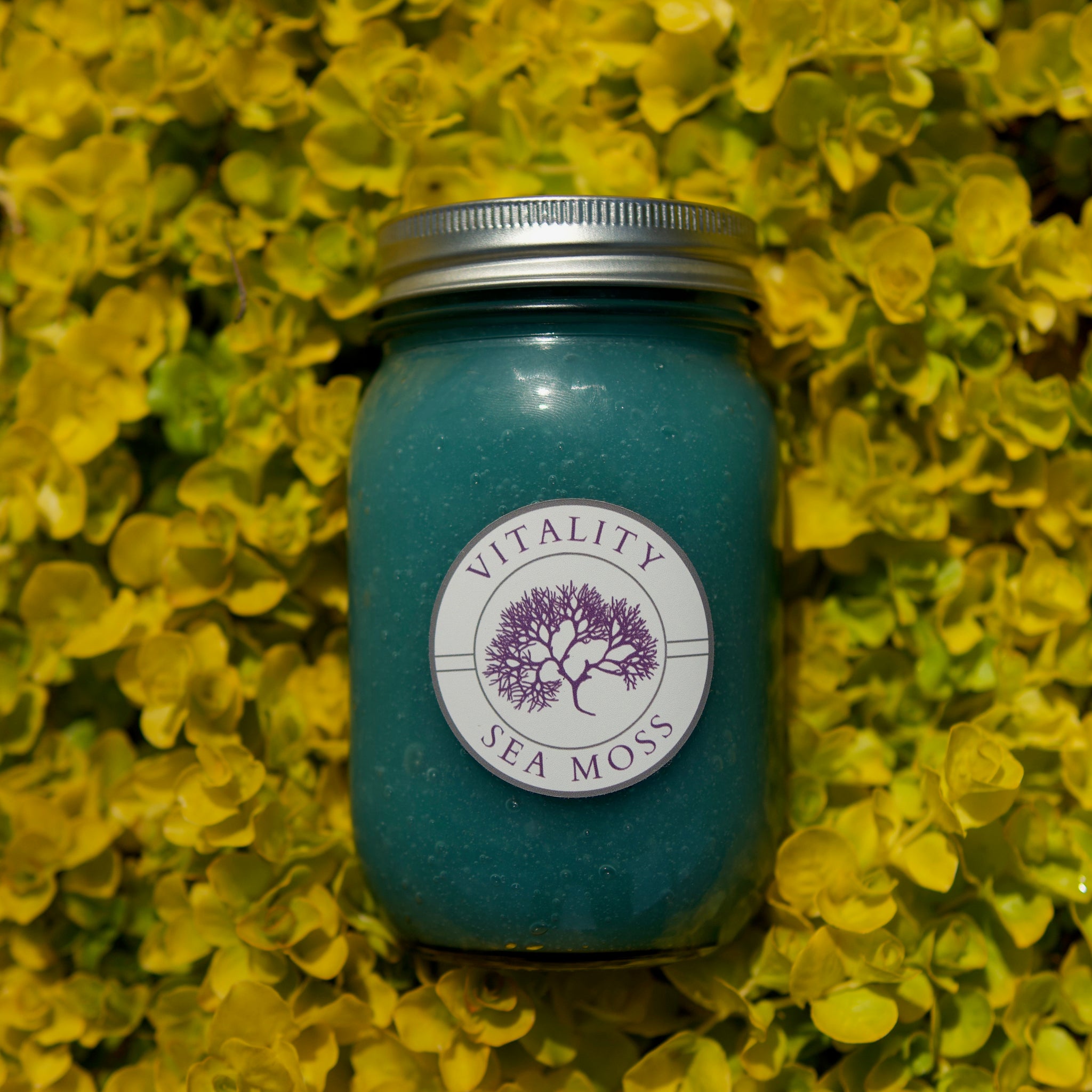 Blue Pina (Pineapple + Spirulina)